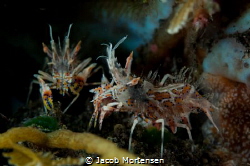 Tiger Shrimps in Tulamben by Jacob Mortensen 